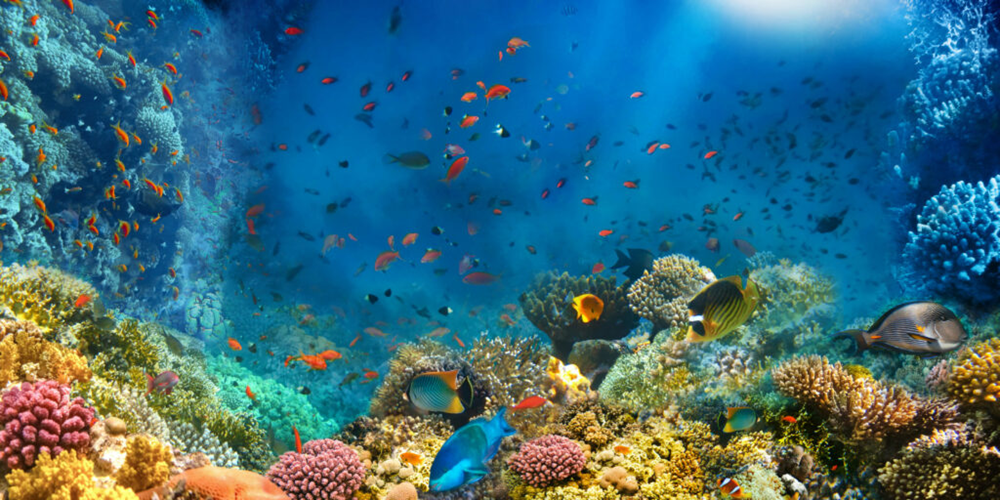 Home to over 300 marine species in lifelike underwater habitats (Source: Internet)